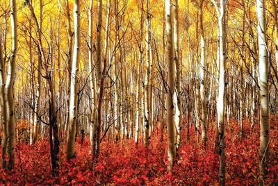 Aspen Grove - Red - Poster, 36x24 Aspen Grove - Red - Poster, 36x24