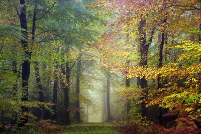 Brocéliande colored forest - Photographic Print, 12x8