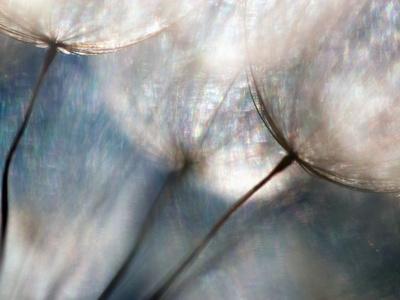 Carefree - Photographic Print, 16x12 Carefree - Photographic Print, 16x12