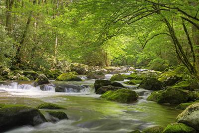 Cascading Creek, Great Smoky Mountains National Park, Tennessee, USA - Photographic Print, 12x8