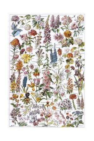 Flowers, Larousse 1913 - Giclee Print, 12x18 Flowers, Larousse 1913 - Giclee Print, 12x18