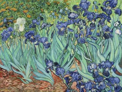 Irises, 1889 - Giclee Print, 16x12 Irises, 1889 - Giclee Print, 16x12