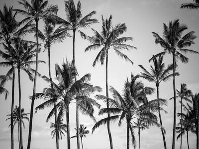 Palm Heaven - Photographic Print, 12x9 Palm Heaven - Photographic Print, 12x9