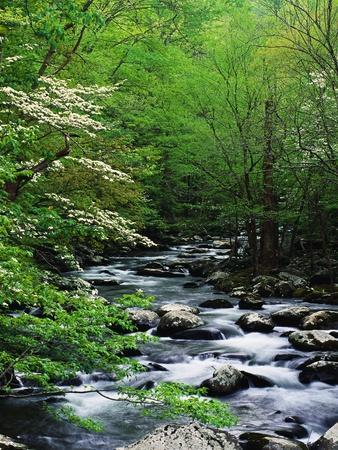 Stream in Lush Forest - Photographic Print, 12x16 Stream in Lush Forest - Photographic Print, 12x16