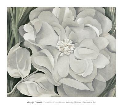 The White Calico Flower, c.1931 - Wall Art Print, 34x30 The White Calico Flower, c.1931 - Wall Art Print, 34x30